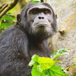 5 Days Uganda Chimpanzee and Gorilla Trekking Safari