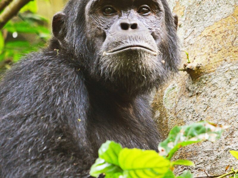 5 Days Uganda Chimpanzee and Gorilla Trekking Safari