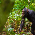 5 Days Uganda Primate Tracking Safari Chimpanzee moving through lush green forest vegetation
