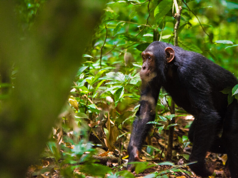 Chimpanzee moving through lush green forest vegetation