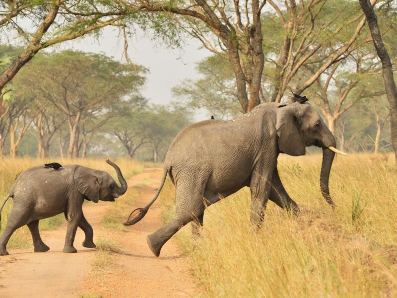 24 Days Grand East Africa Safari