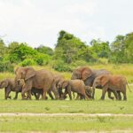 6 Days Uganda Adventure Tour Elephant herd walking across green grassland