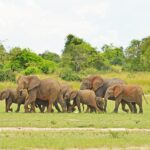14 Days Best of Uganda Safari