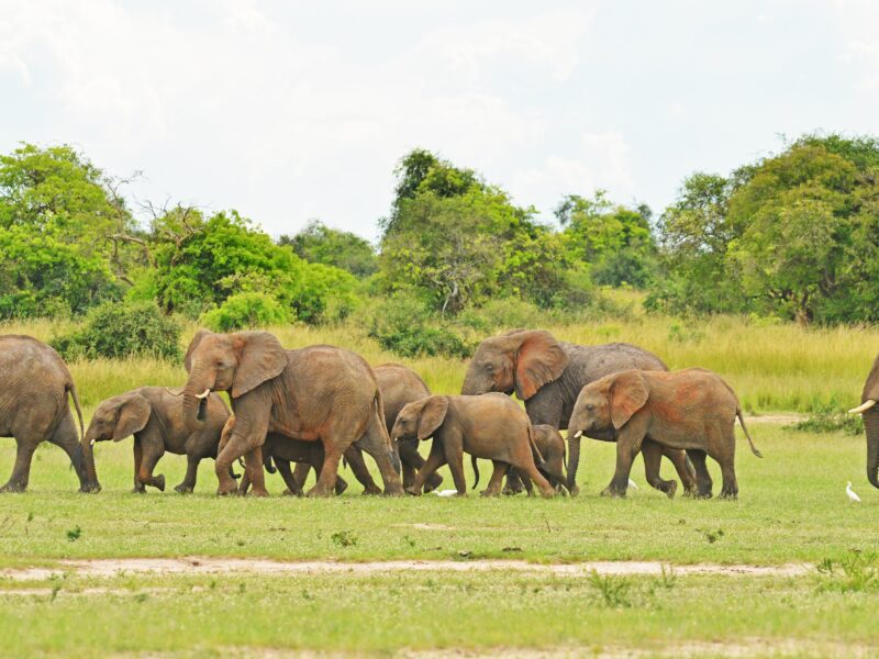 14 Days Best of Uganda Safari 14 Days Best of Uganda Safari