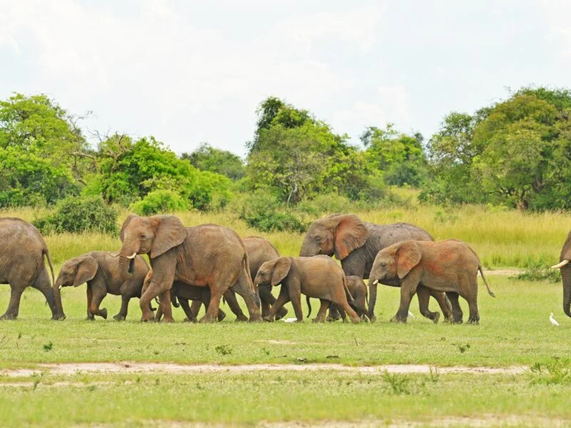 African elephant herd crossing green savannah