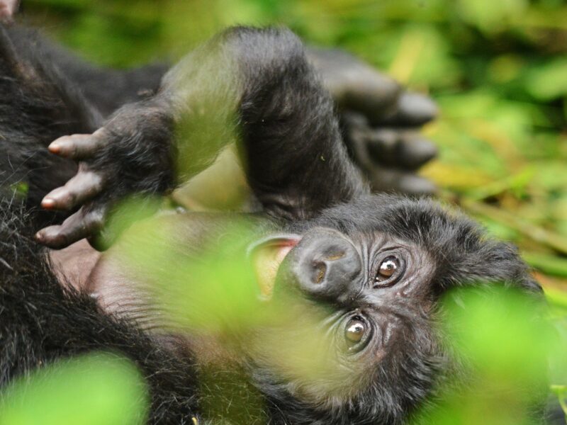 Young mountain gorilla beside an adult in forest vegetation
