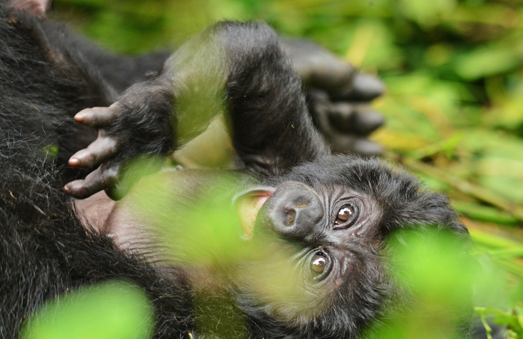 Mountain gorillas together among green forest vegetation