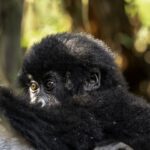 6 Days Rwanda Uganda Primate Safari - Ultimate Trek 6 Days Rwanda Uganda Primate Safari