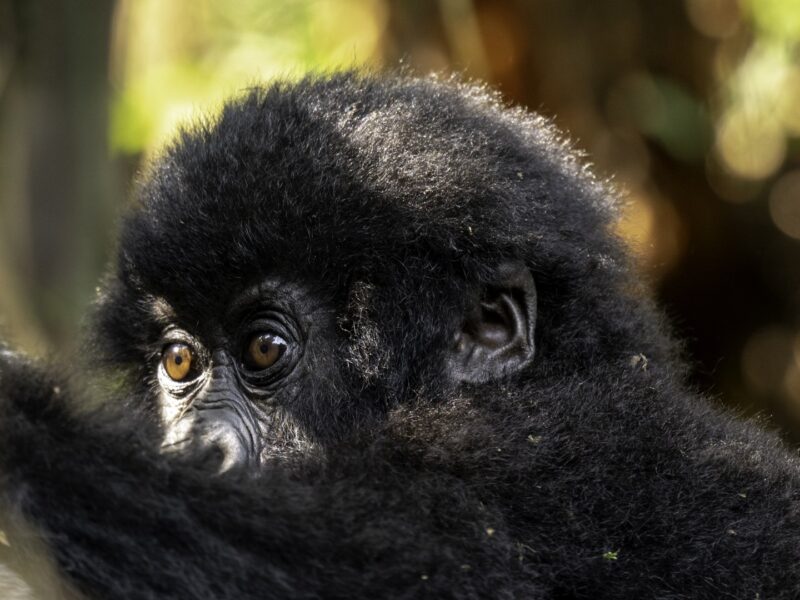 6 Days Rwanda Uganda Primate Safari