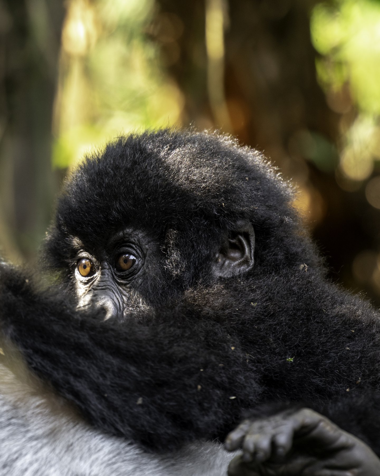 6 Days Rwanda Uganda Primate Safari - Ultimate Trek 6 Days Rwanda Uganda Primate Safari