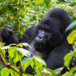 6 Days Uganda Triple Primate Habituation Safari Mountain gorillas together among lush forest leaves