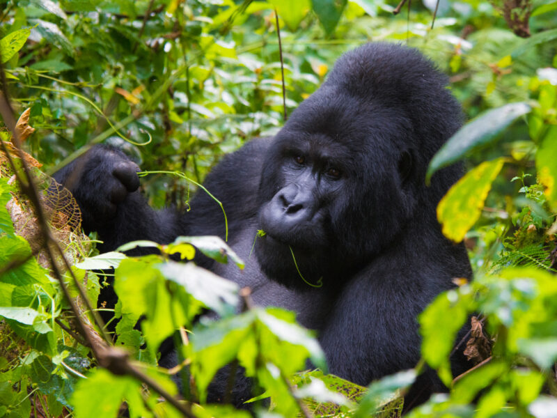 Mountain gorillas together among lush forest leaves