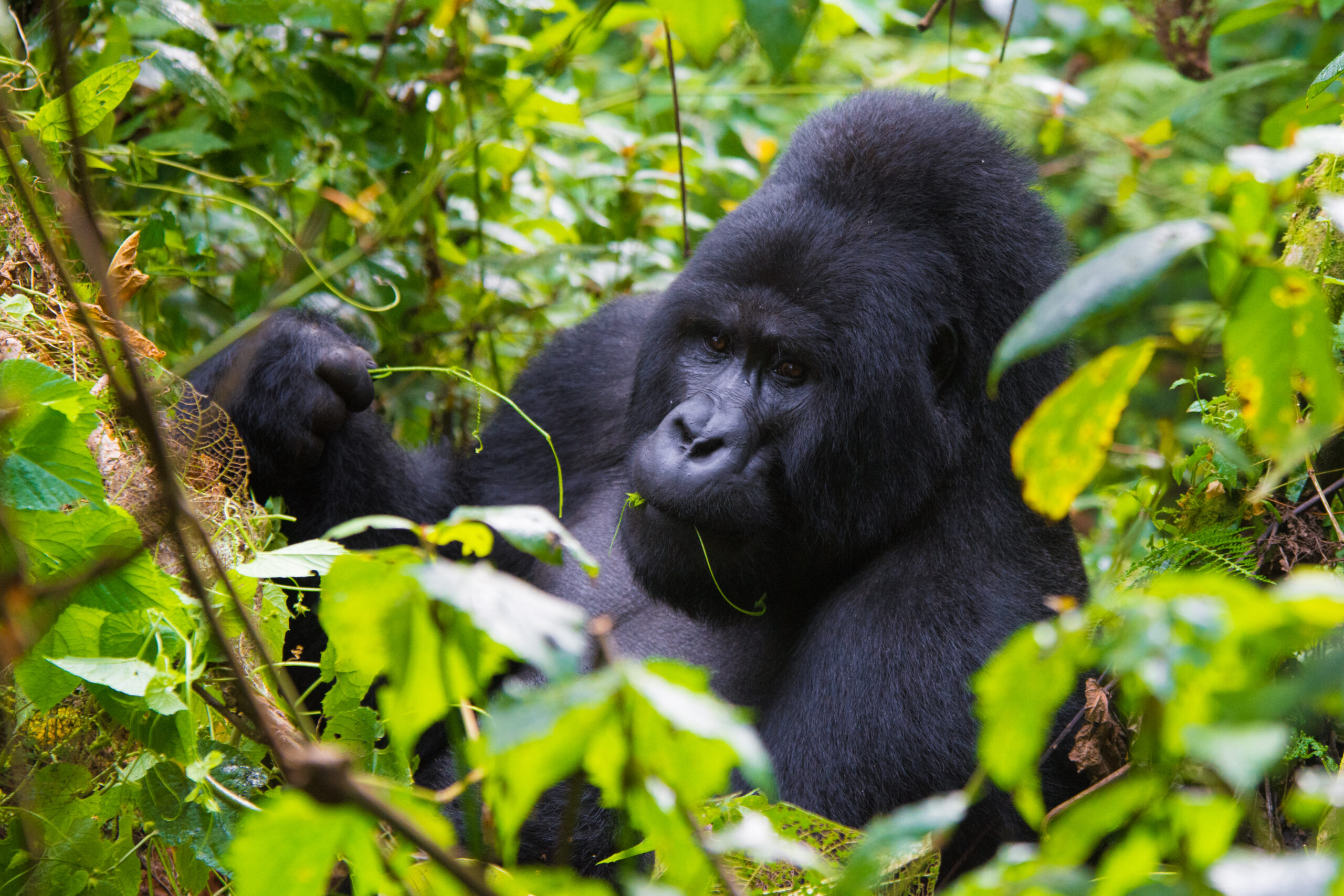 Mountain gorillas together among lush forest leaves