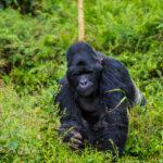 3 Days Uganda Gorilla Trekking Safari from Kigali Mountain gorilla facing the camera in green forest vegetation