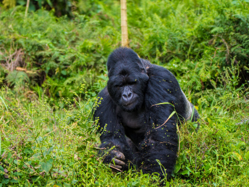 Mountain gorilla forest encounter