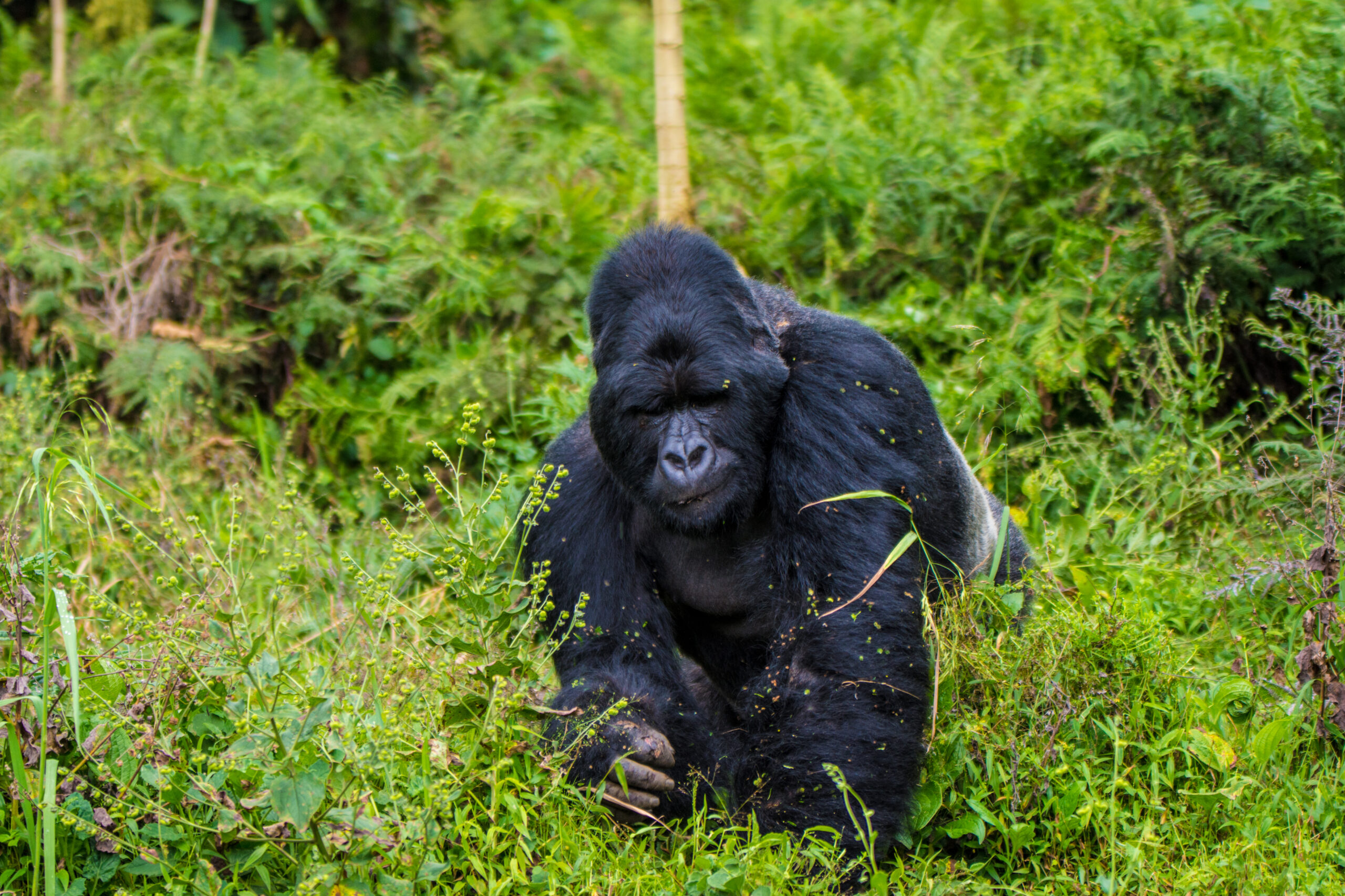 3 Days Uganda Gorilla Trekking Safari from Kigali Mountain gorilla facing the camera in green forest vegetation
