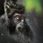 4 Days Uganda Gorilla Habituation Safari