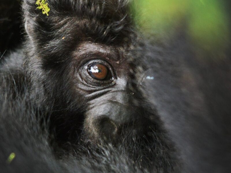 4 Days Uganda Gorilla Habituation Safari