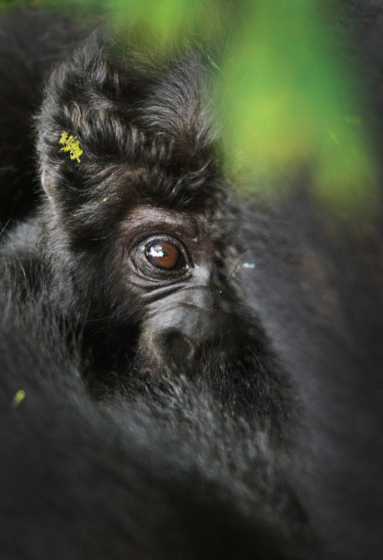 Mountain gorilla forest encounter