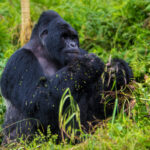 Mountain gorilla feeding among green forest leaves