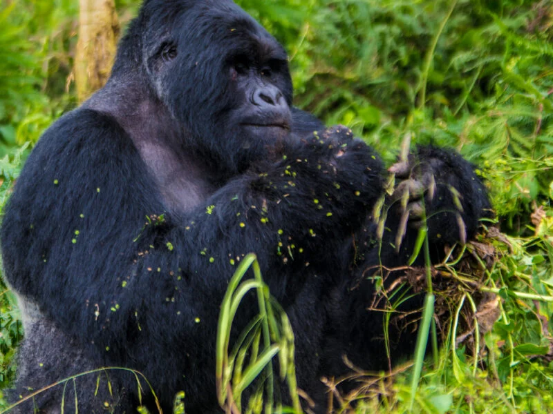 Gorilla safari photograph