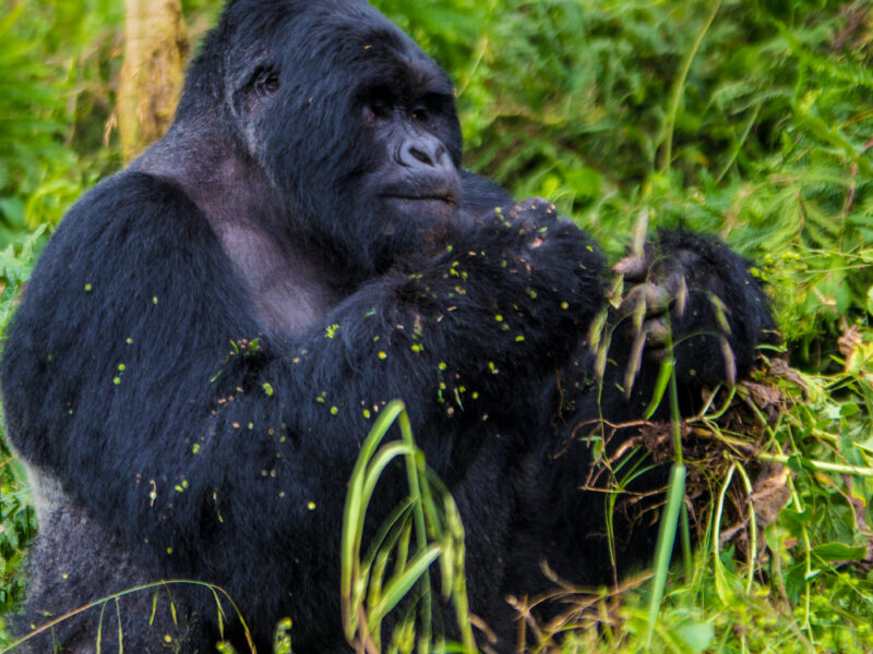 Gorilla safari photograph