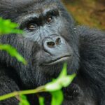 4 Days Bwindi Gorilla Trekking with Lake Mburo Stopover Mountain gorilla resting among green forest leaves