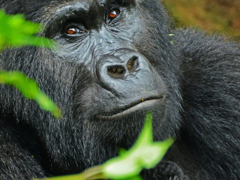 Mountain gorilla resting among green forest leaves