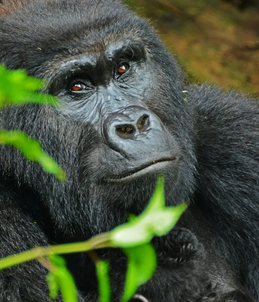 Mountain gorilla among green forest vegetation