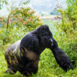 Silverback mountain gorilla walking through green vegetation