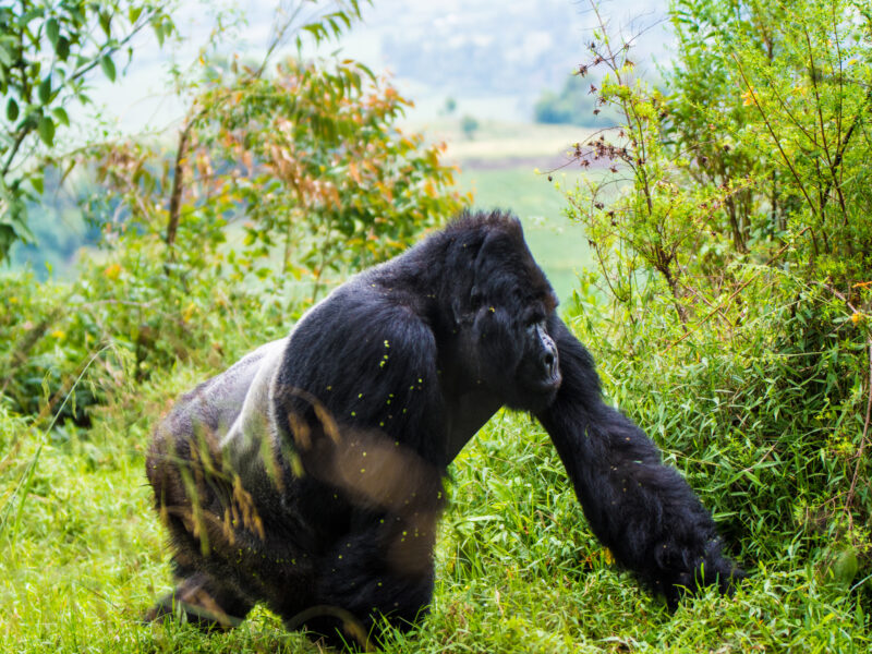 Photograph from Firante’s gorilla and night safari