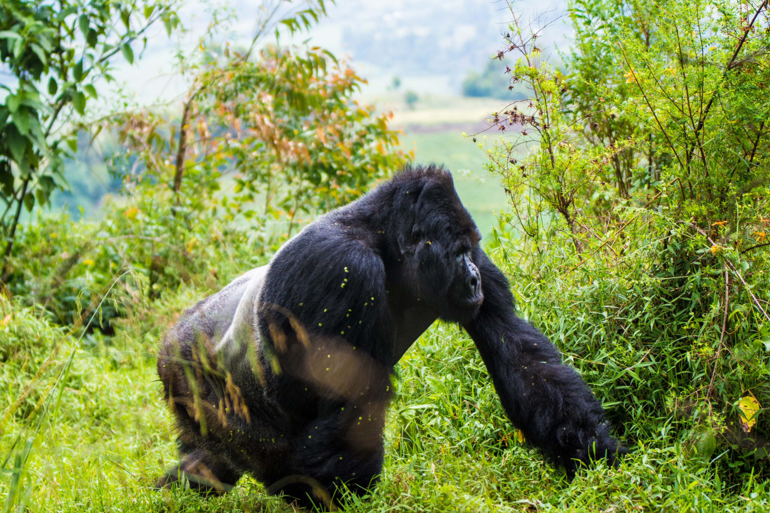 Mountain gorilla photographed in the forest