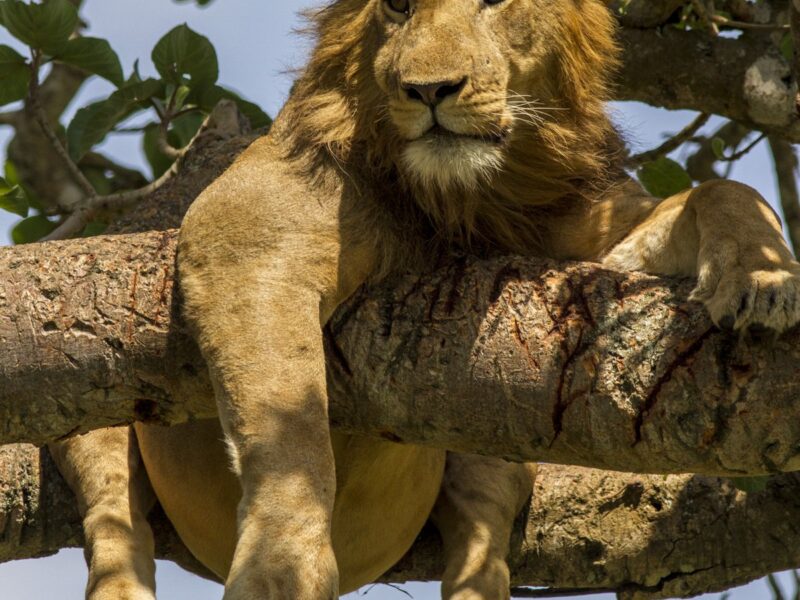 5 Days Uganda Express Wildlife and Gorilla Safari