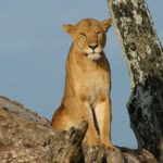 21 Days Uganda Grand Circuit Safari