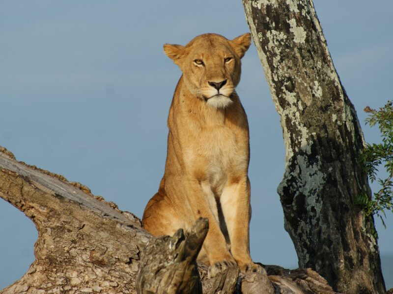 21 Days Uganda Safari