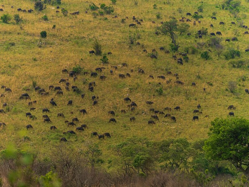 Wildebeest herd on a hillside in Maasai Mara, Kenya