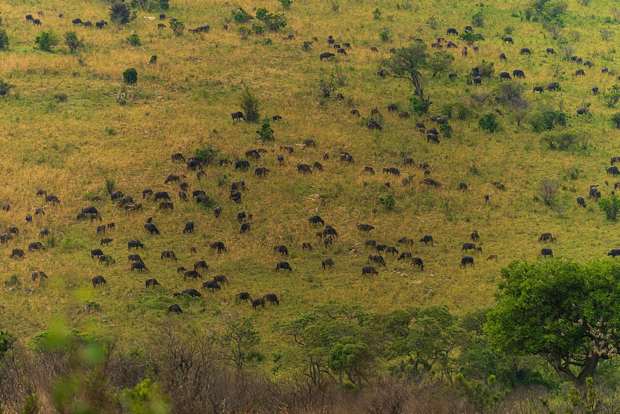 4-Day Affordable Kenya Masai Mara Safari Wildebeest herd on a hillside in Maasai Mara, Kenya