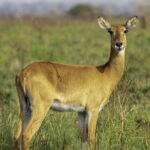 5 Days Uganda Classic Safaris Tour Uganda kob standing in the savannah of Queen Elizabeth National Park