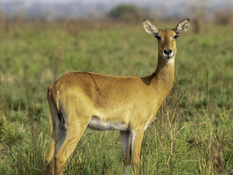 Uganda kob standing in the savannah of Queen Elizabeth National Park