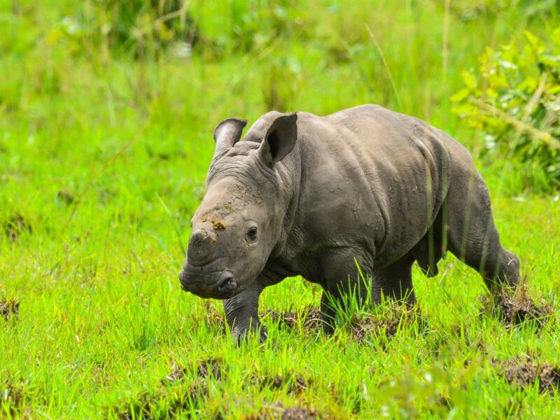 10 Days Uganda Safari with Gorillas, Chimps and Big Five