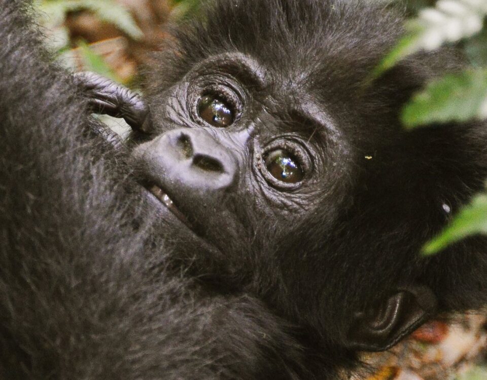 Young mountain gorilla resting against an adult
