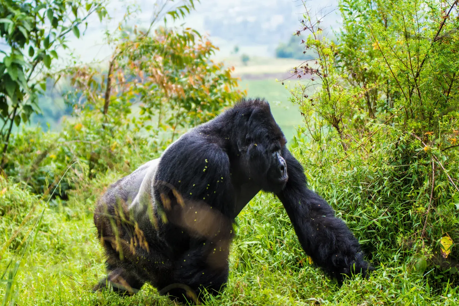 Mountain gorilla photographed in the forest